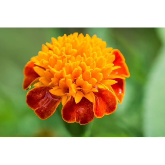 250 DWARF DOUBLE MARIGOLD ' Orange Flame ' Tagetes Patula French Red Flower Seeds