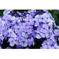 thumbnail image 1 of 250 Dwarf BEAUTY BLUE PHLOX Drummondii Nana Compacta Fragrant Violet Blue Flower Seeds, 1 of 4