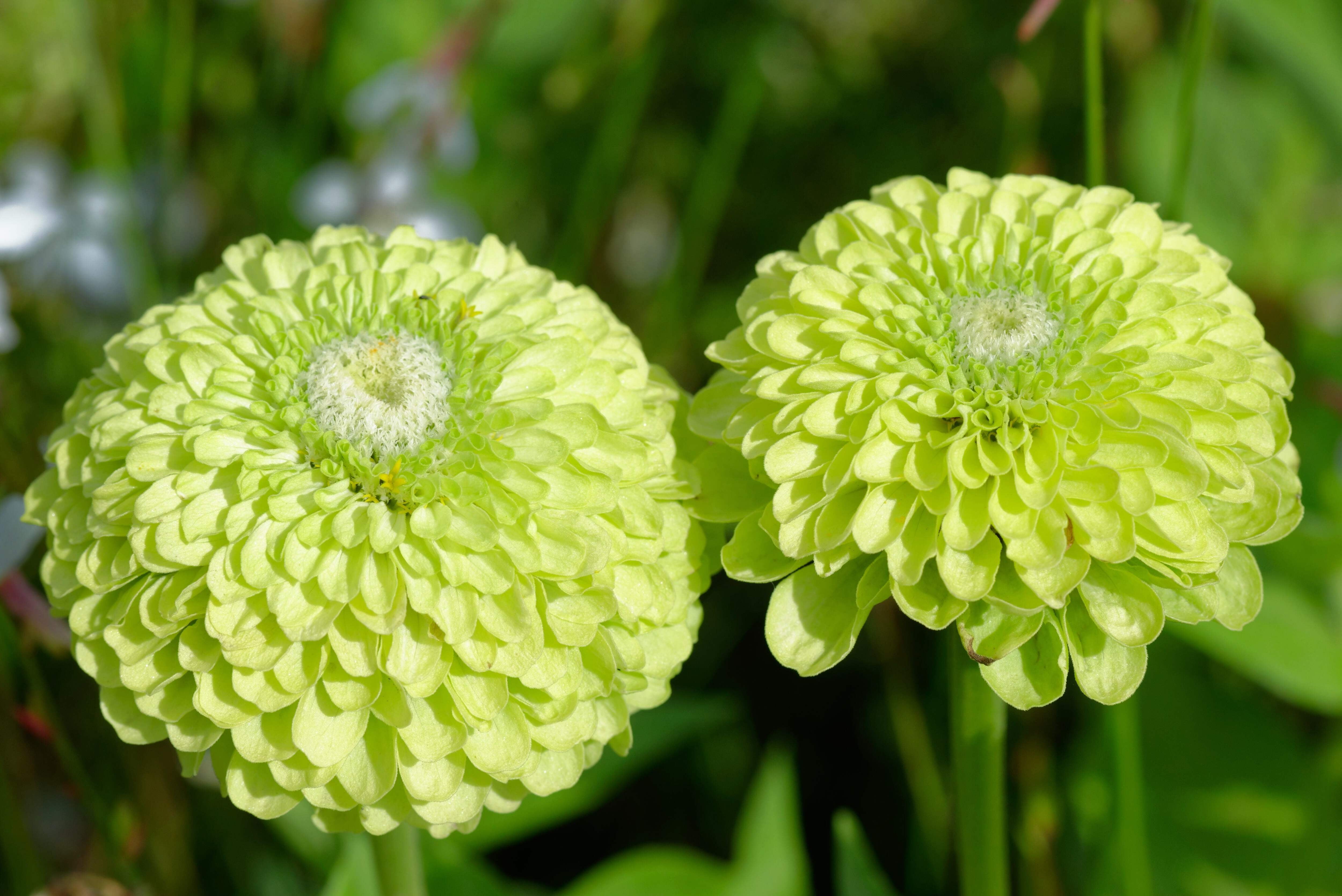 250 GREEN ENVY ZINNIA Elegans Heirloom Chartreuse Double Flower Seeds, image size:5000x3338