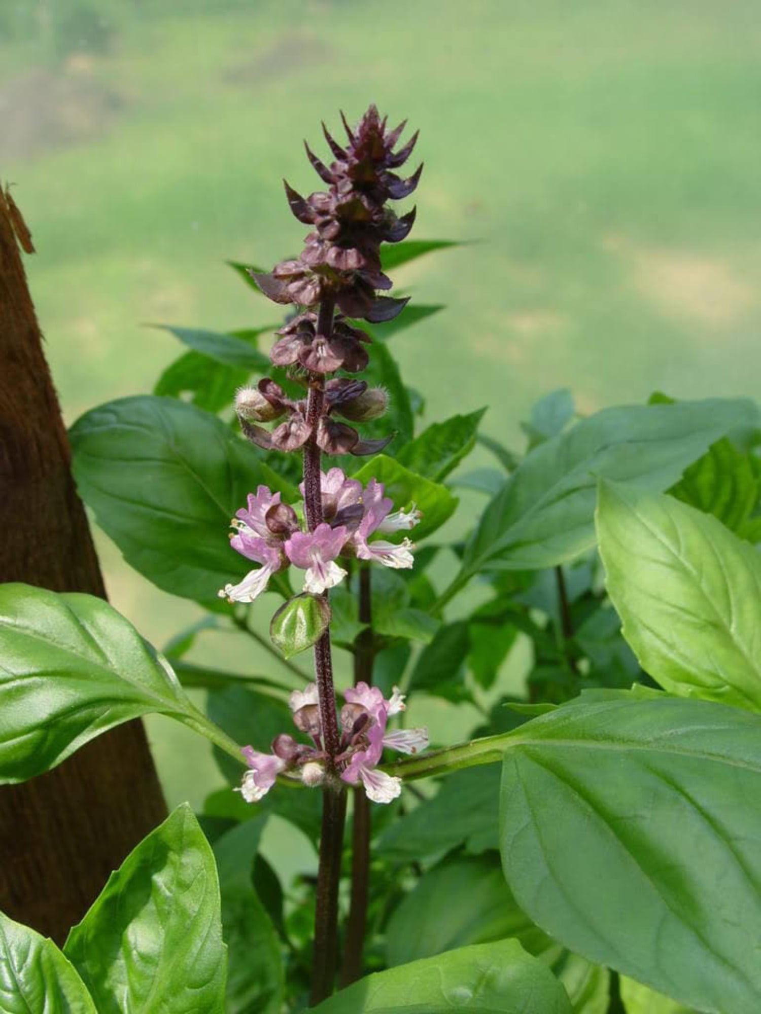 250 Green Tulsi HOLY BASIL Ocimum Sanctum Tenuiflorum Herb Flower Seeds