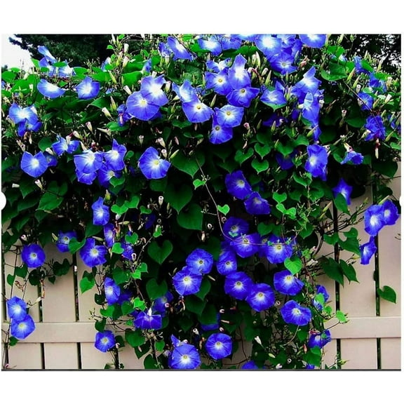 CZ Grain 250 Heavenly Blue Morning Blooming Vine Seeds, Non-GMO