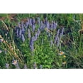 thumbnail image 1 of 250 JAPANESE CATNIP Herb Purple Flower Jing Jie Schizonepeta Tenuifolia Seeds, 1 of 2