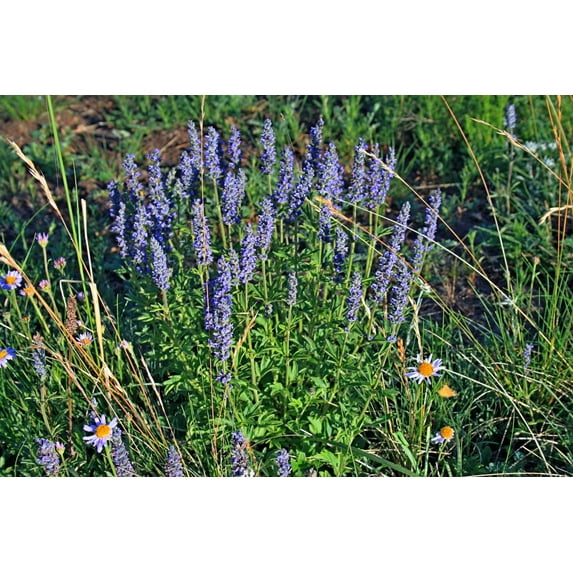 250 JAPANESE CATNIP Herb Purple Flower Jing Jie Schizonepeta Tenuifolia Seeds