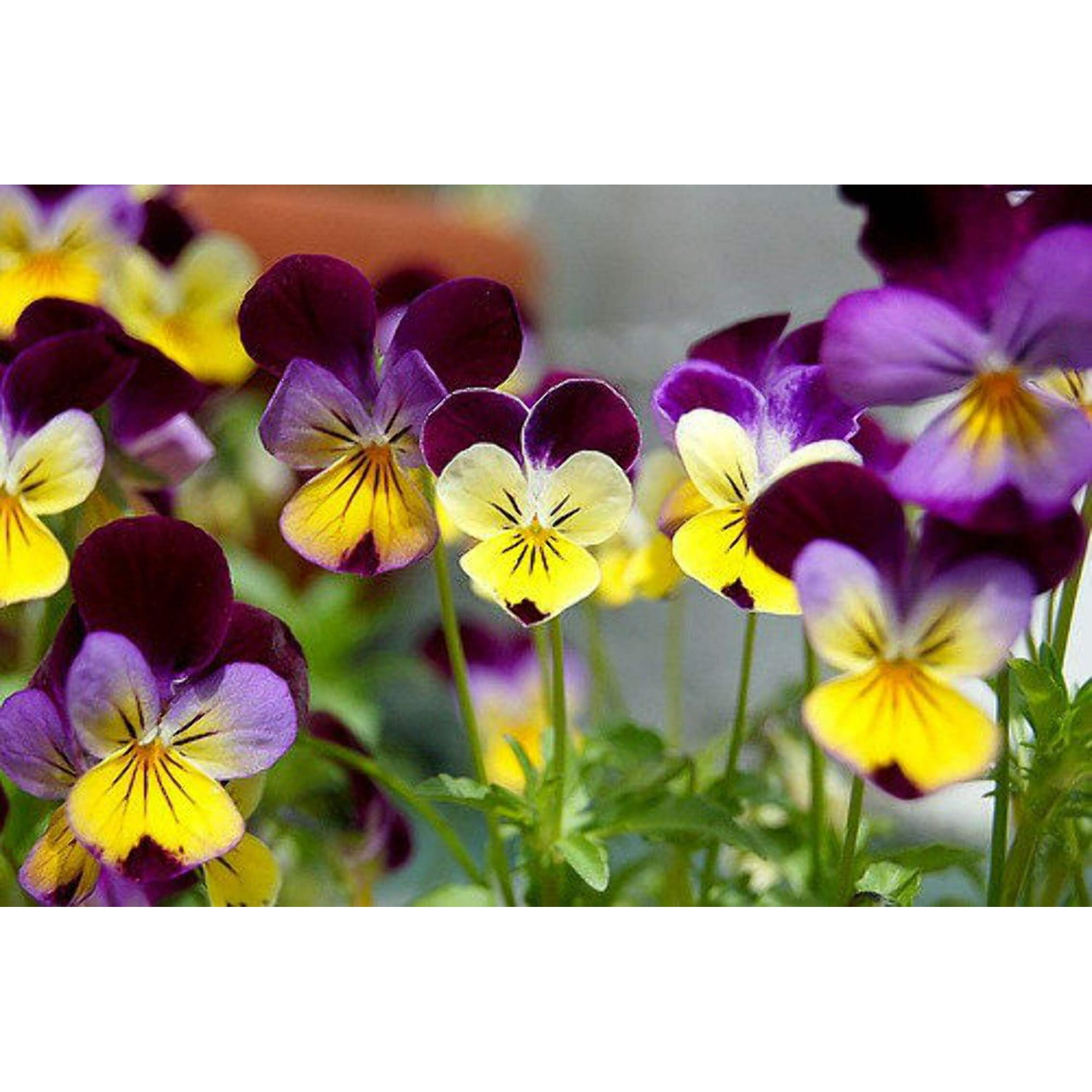 250 JOHNNY JUMP UP Helen Mount Violet Viola Tricolor Flower Seeds
