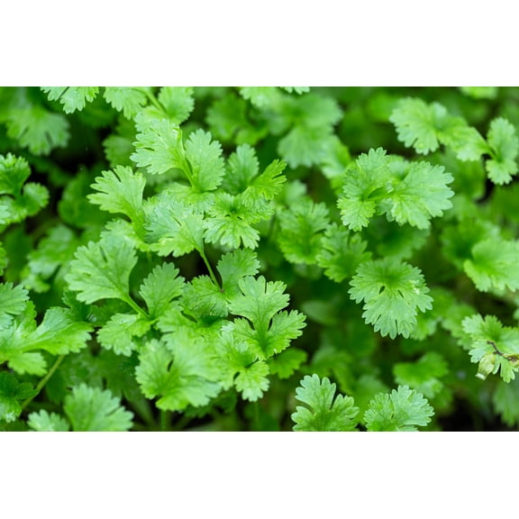 250 LEISURE CILANTRO / CORIANDER Coriandrum Sativum Herb Vegetable Seeds