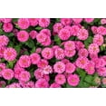 thumbnail image 1 of 250 LUMINOSA PINK ZINNIA Elegans Flower Seeds, 1 of 7