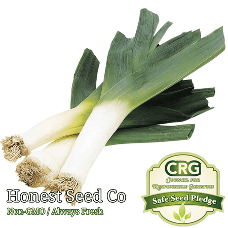 250+ Leek Seeds Organic | Non-GMO | Fresh Vegetable Garden Seeds USA