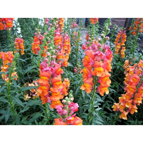250 ORANGE WONDER SNAPDRAGON Antirrhinum Majus Flower Seeds