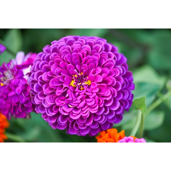 250 PURPLE PRINCE ZINNIA Elegans Flower Seeds