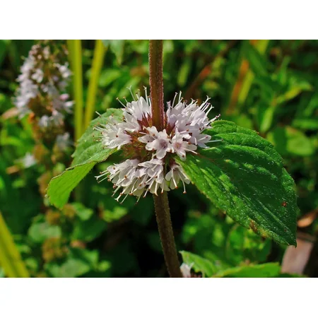 250 Pennyroyal Seeds - Mentha Pulegium - Culinary - Medicinal - Beverage - Aroma