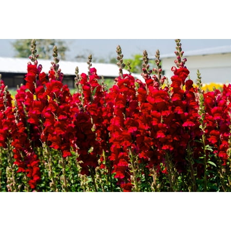 250 RUBY RED SNAPDRAGON Antirrhinum Majus Flower Seeds