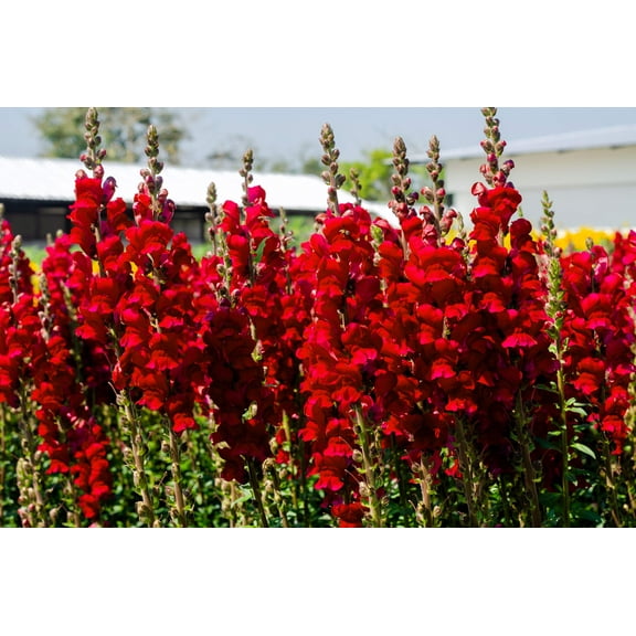 250 RUBY RED SNAPDRAGON Antirrhinum Majus Flower Seeds