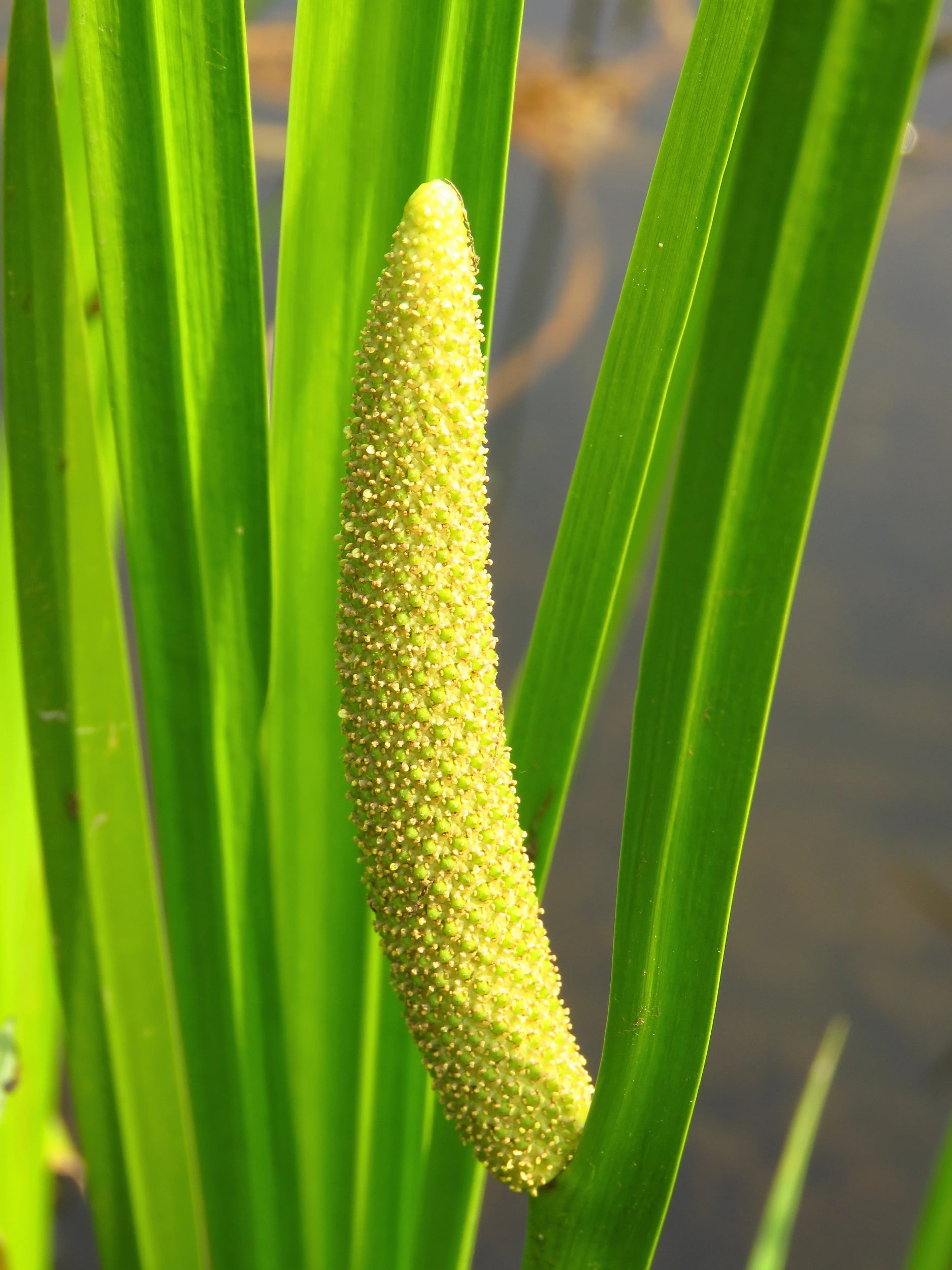 250 SWEET FLAG GRASS Wetland Pond Acorus Calamus Ornamental Seeds