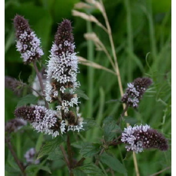 250 Seeds PEPPERMINT MINT Mentha Piperita Herb Flower Seeds