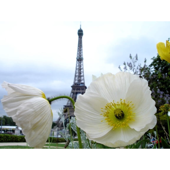 250 Seeds PERSIAN WHITE POPPY Papaver Somniferum Flower Seeds
