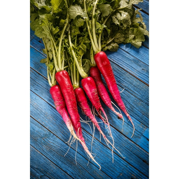 250 Seeds RED ARROW SPROUTING RADISH MiniGreen Daikon Raphanus Sativus Vegetable Seeds