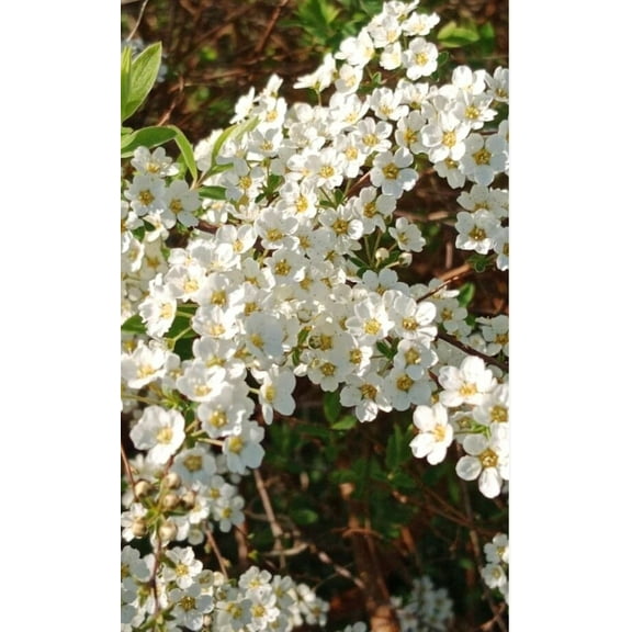 PeavyTailor 250 Spiraea Thunbergii Flower Seeds, Mellow White Bridal Wreath Spirea