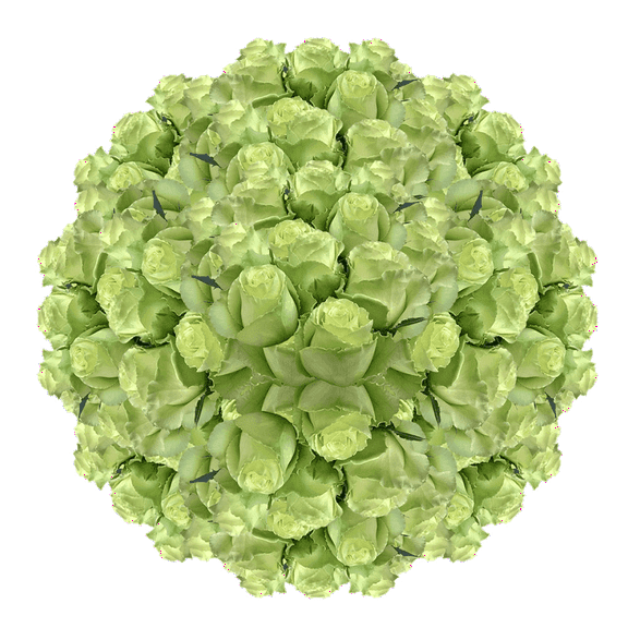250 Stems of Green Roses- Fresh Flower Delivery