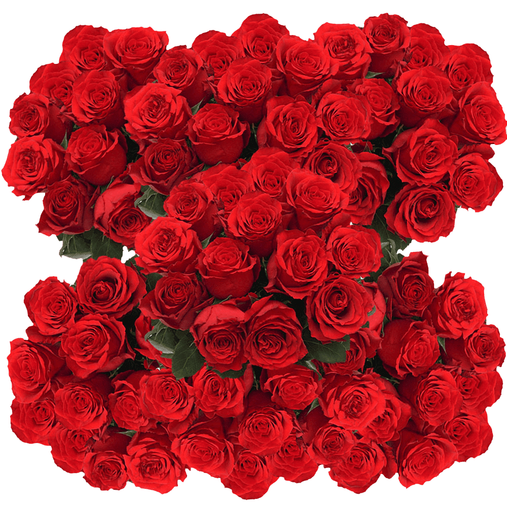 250 Stems of Undercover Red Roses Fresh Flower Delivery