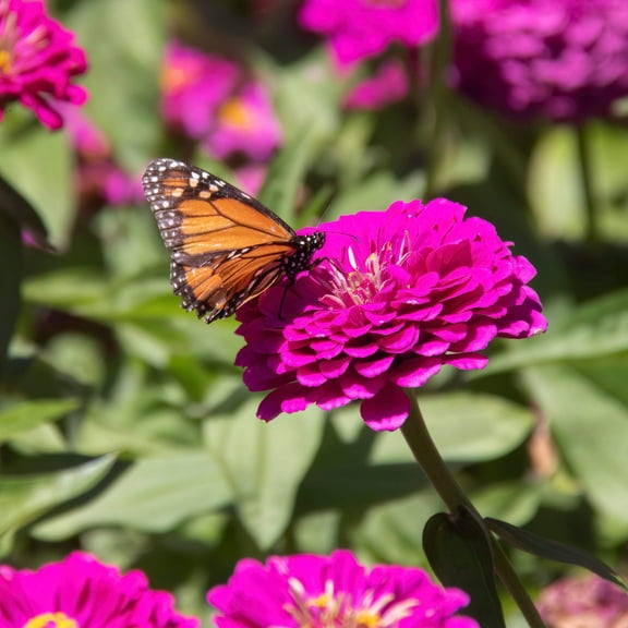 250 VIOLET QUEEN ZINNIA Elegans Purple Double Dahlia Heirloom Flower Seeds