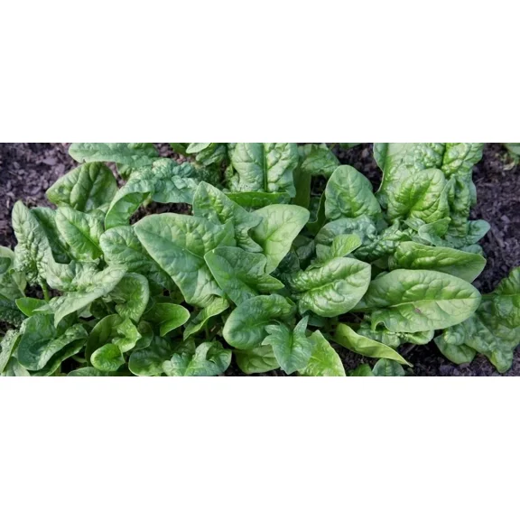250 Viroflay Spinach Spinach Seeds - Non-GMO - Heirloom Spinach