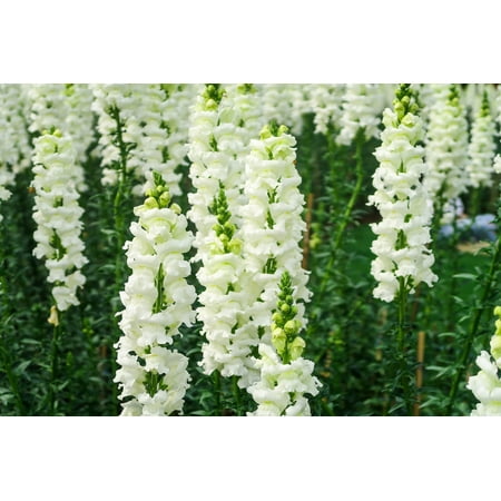 250 WHITE SNOWFLAKE SNAPDRAGON Antirrhinum Majus Flower Seeds