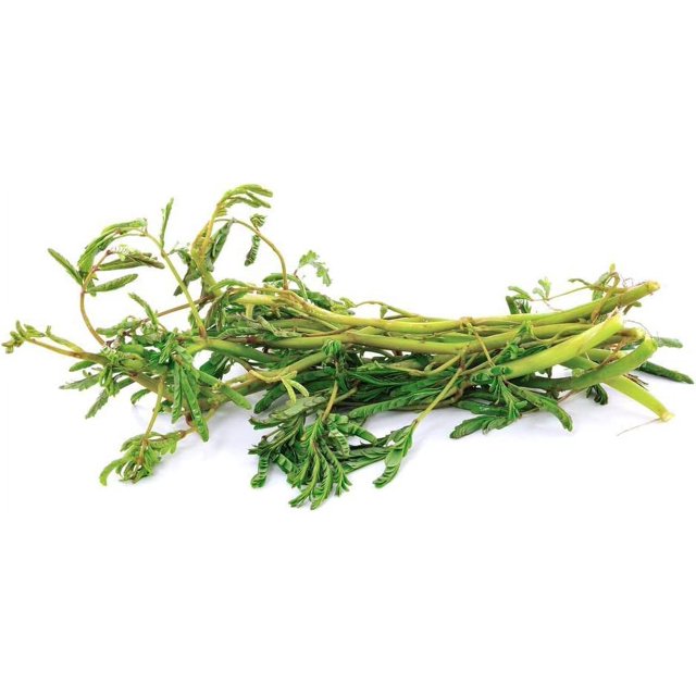 250 Water Mimosa Seeds DHF10 for Planting Hat Rau Rut AKA. Sensitive