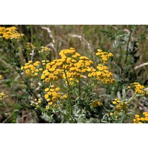 250 Yellow GOLDEN AGERATUM Lonas Inodora Flower Seeds