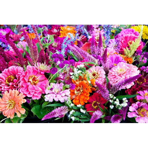 250 ZIN MASTER ZINNIA Mix Elegans Mixed Colors Flower Seeds