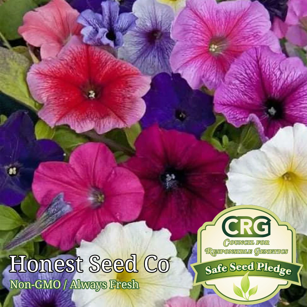 Dwarf Petunia Seeds: Compact Blooms for Tiny Gardens