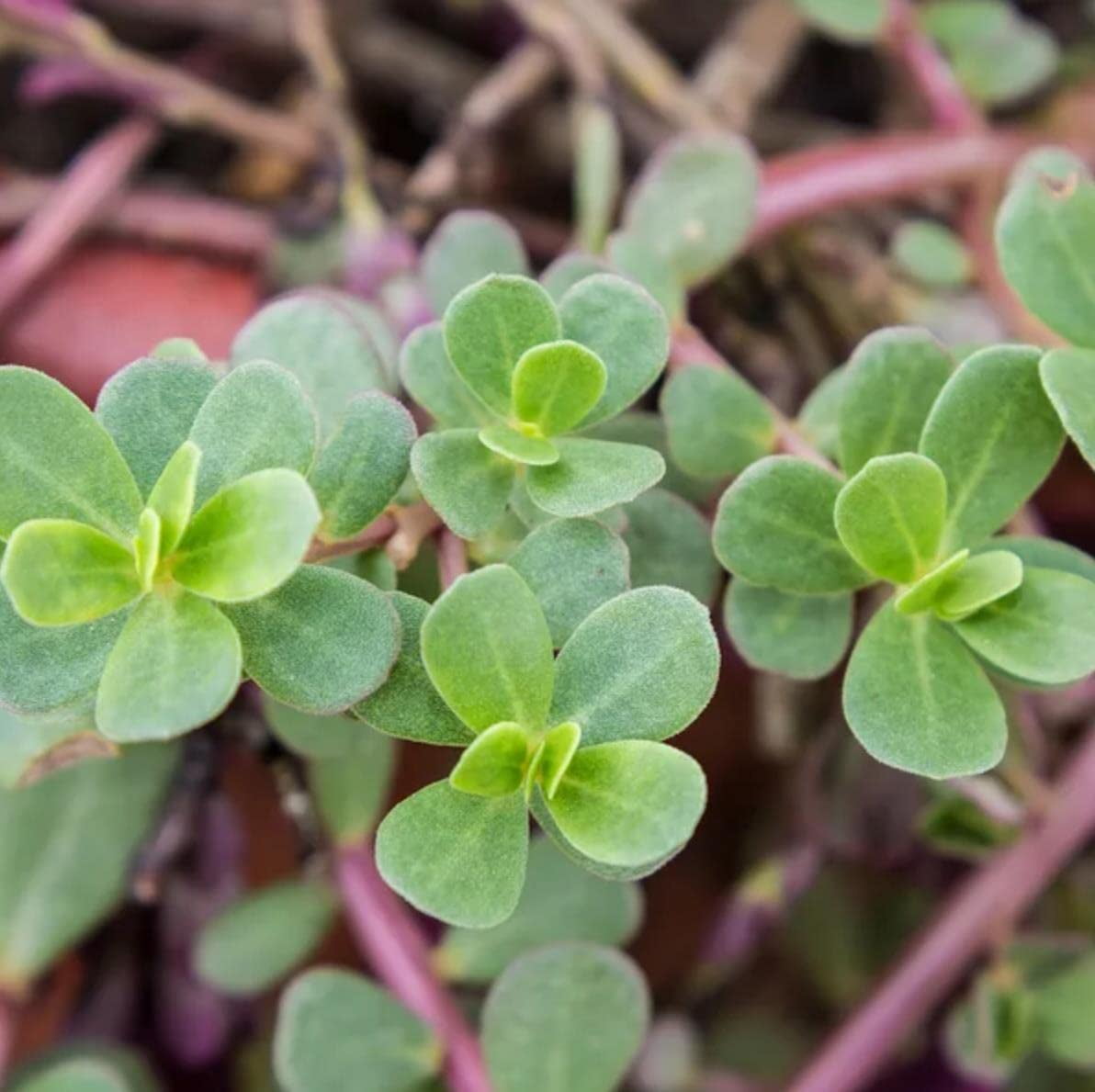 2500+ Purslane Seeds Green Fresh Seeds