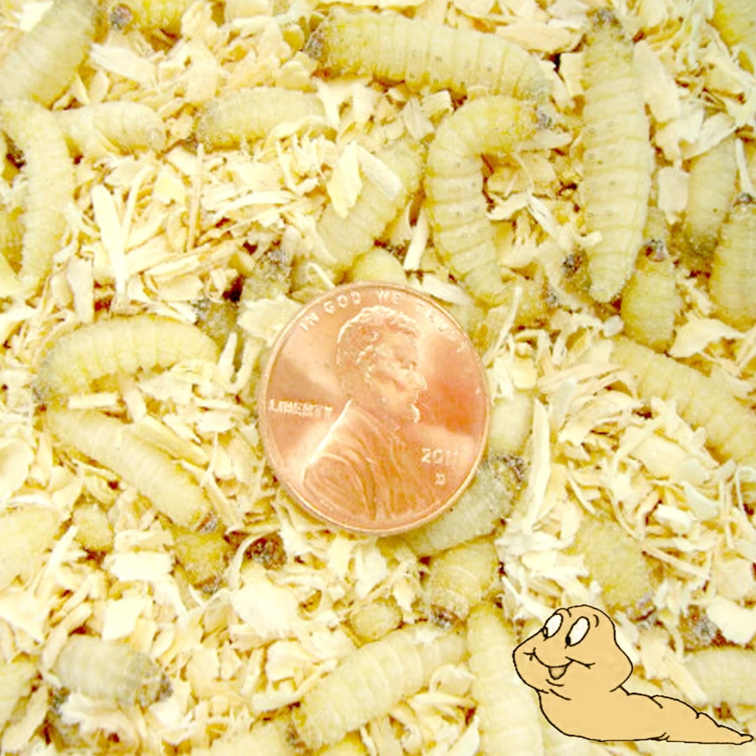250ct Waxworms, Pet Food, Fishing