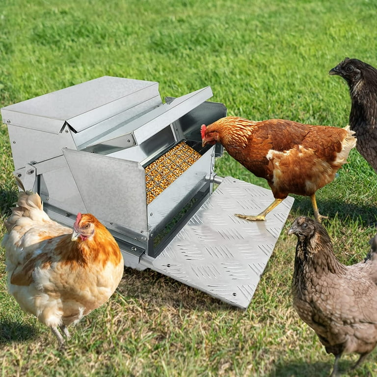 Auto top chicken feeder