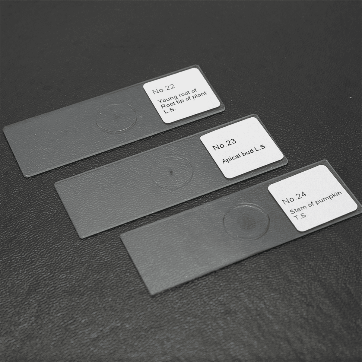 25PCS Biological Glass Sample Prepared Basic Tissues Science Cover