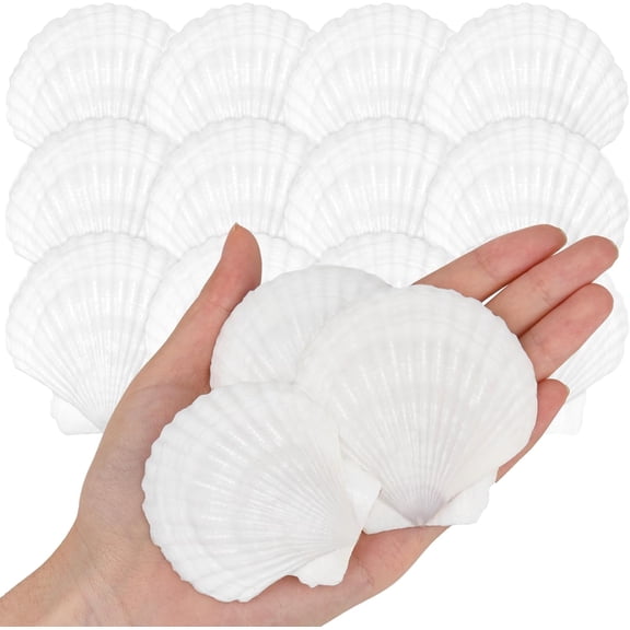 25PCS Natural Scallop Shells White Sea Shells from Sea Beach, Real Seashells for DIY Craft Painting Ocean Themed Party Wedding Home Decor 2''-3''