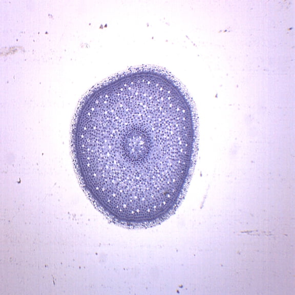 25PK Lilium Root Tip Cross Section - Prepared Microscope Slides - Classroom Pack, 25 Slides in Storage Case - Biology & Microscopy - Eisco Labs