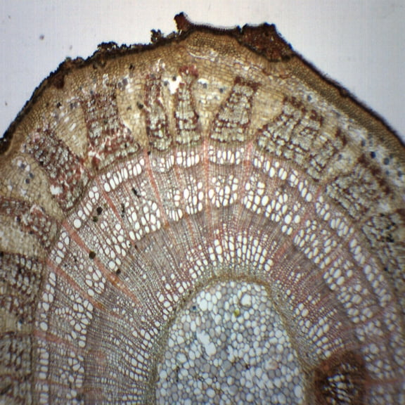 25PK Tilia, 3-Year Stem - Prepared Microscope Slides - Classroom Pack, 25 Slides in Storage Case - Biology & Microscopy - Eisco Labs