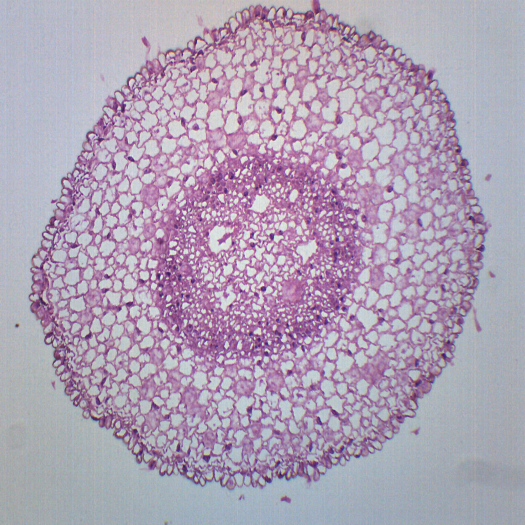 25PK Zea Mays Root Tip, Cross Section - Prepared Microscope Slides ...