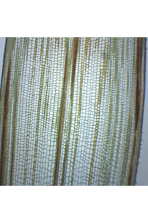 25PK Zea Mays Stem - Cross & Longitudinal Section - Prepared Microscope Slides - Classroom Pack, 25 Slides in Storage Case - Biology & Microscopy - Eisco Labs