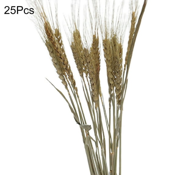 25Pcs/Set Artificial Flower Decor Widely Applied Exquisite Workmanship No Withering Pampas Oat Grass Dried Flower Decor for Party