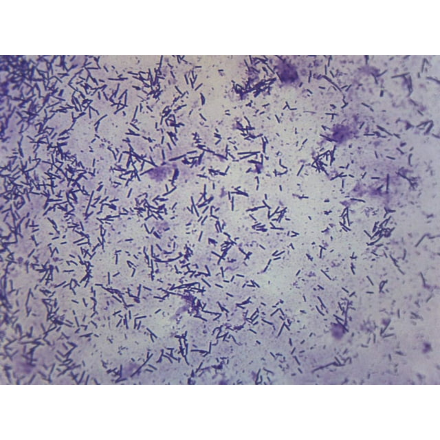 25Pk Escherichia Coli Smear, Gram Stain, Prepared Microscope Slides