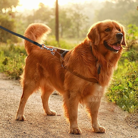 25ft Heavy Duty Dog Tie Out Leash for Large Dogs Up to 125lbs Outdoor Runner Durable Steel Wire with Superior Clips for Yard Camping and Training