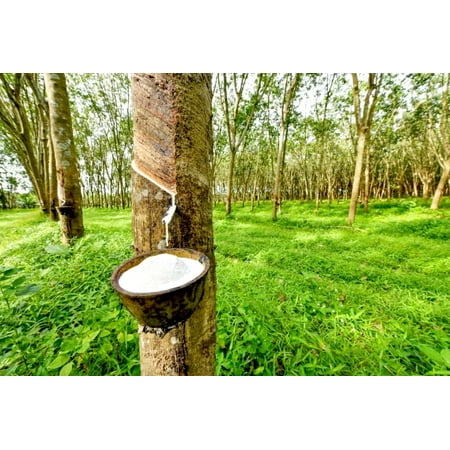 25pcs Eucommia ulmoides seeds Gutta Percha tree Rare and unique tree species Hardy Rubber Tree Seeds