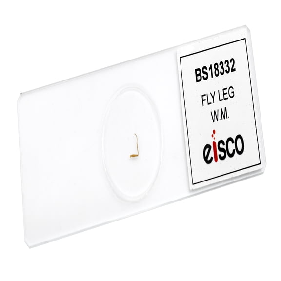 25pk Fly Leg, W.M, Prepared Microscope Slides - Classroom Pack, 25 Slides in Storage Case - Biology & Microscopy - Eisco Labs