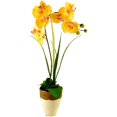 thumbnail image 1 of designs by lauren artificial phalaenopsis orchid & grass plant, 1 of 2