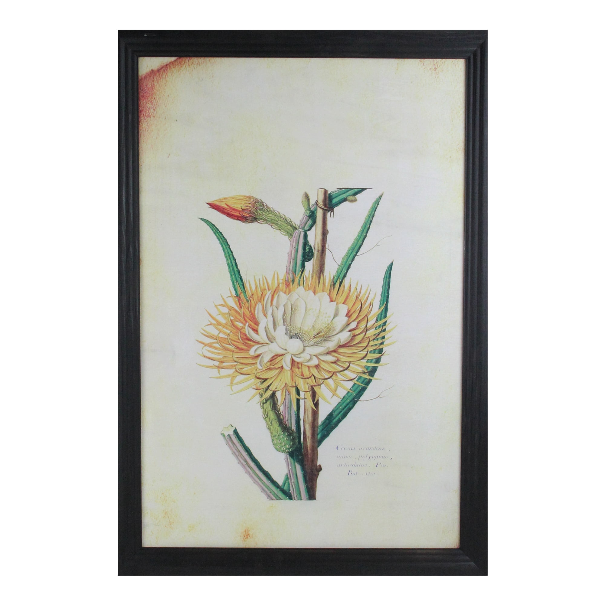 26" Yellow and Green Desert Baileya Flower with Black Photo Frame