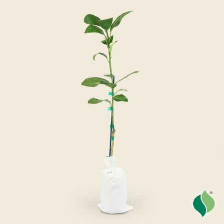 26 in. Bearss Seedless Lime Citrus Tree