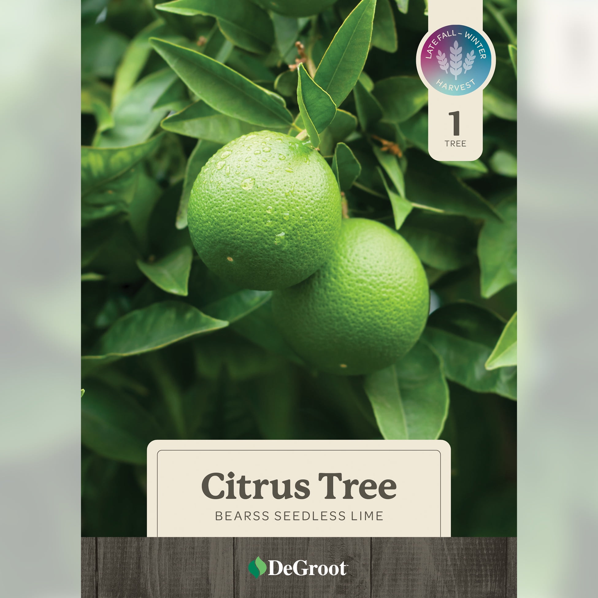 26 in. Bearss Seedless Lime Citrus Tree