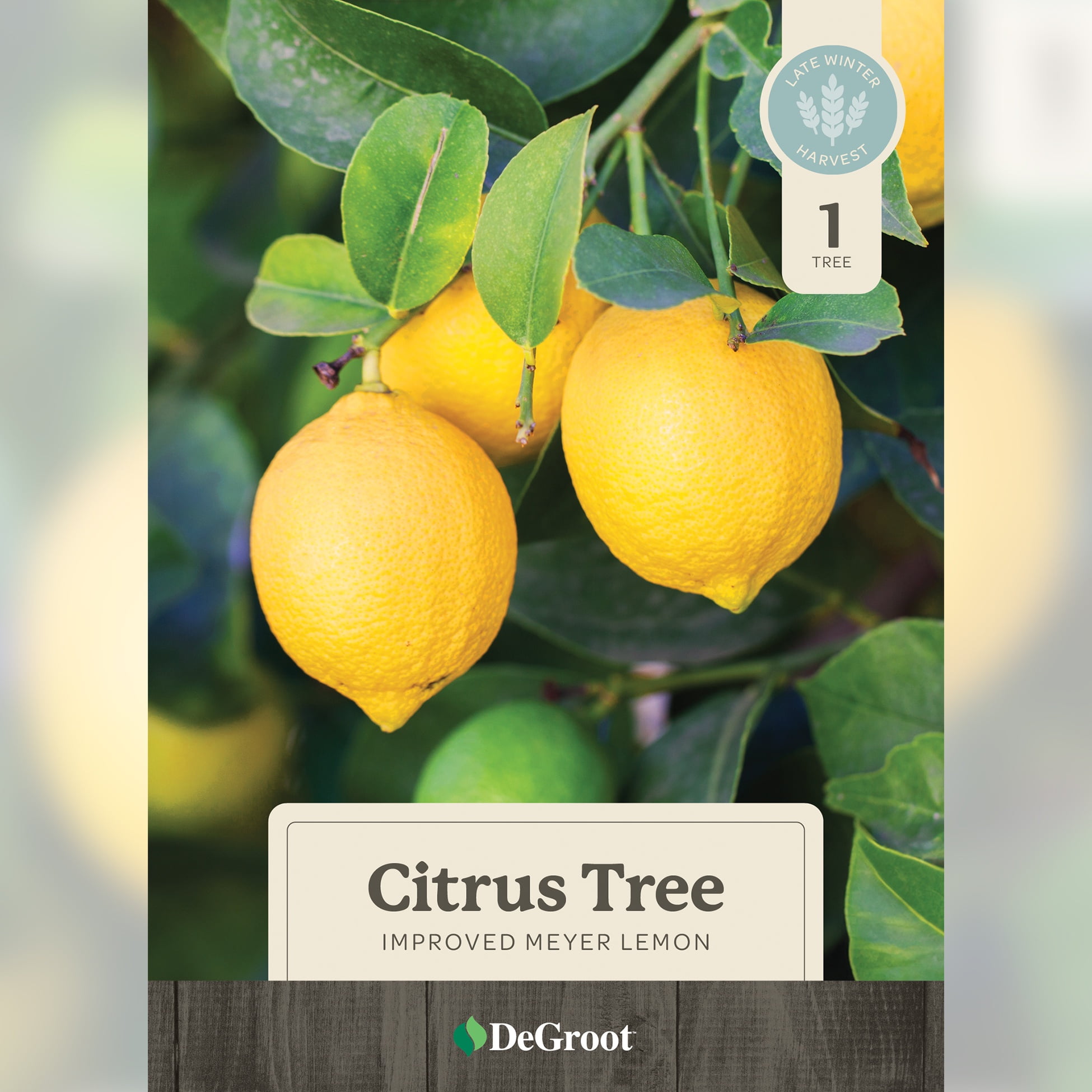 26 in. Improved Meyer Lemon Citrus Tree
