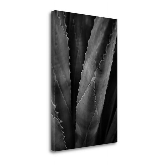 26"x40" Abstract Agava I By Elizabeth Urquhart Print on CanvasFabric Multi-Color